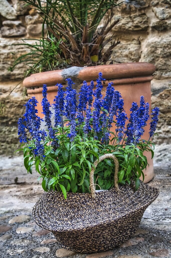 plant, flowerpot, flower-7436683.jpg